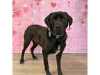 Adopt Diesel a Labrador Retriever, Rottweiler