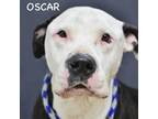 Adopt OSCAR a Pit Bull Terrier, Mixed Breed