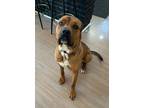 Adopt Bruno 406815 FosterHomeGiantCuddleBugHousebroken a Mastiff