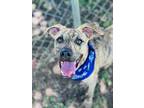 Adopt Tiger a Mountain Cur, Mixed Breed
