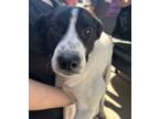 Adopt Payton a German Shorthaired Pointer, Mixed Breed