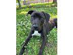 Adopt Tank a Pit Bull Terrier, Mixed Breed