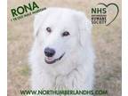 Adopt Rona a Maremma Sheepdog