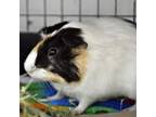 Adopt Butters a Guinea Pig