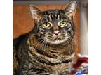 Adopt Stanley a Domestic Short Hair