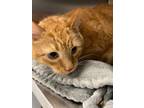 Adopt Tanger a Domestic Short Hair