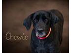 Adopt Chewie a Black Labrador Retriever