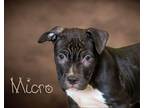 Adopt Micro a Pit Bull Terrier