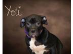 Adopt Yeti a Pit Bull Terrier