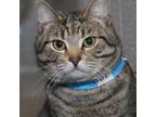 Adopt Cheshire Cat a Domestic Short Hair