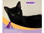 Adopt Nebby a American Shorthair