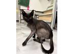 Adopt Toby a Domestic Short Hair