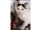 Adopt Louie a Domestic Short Hair