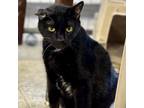 Adopt Brady a Domestic Short Hair