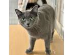 Adopt Cotton Ball a Domestic Short Hair