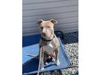 Adopt Parker a Pit Bull Terrier, Mixed Breed