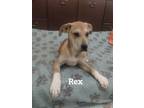 Adopt Rex a Labrador Retriever, Shepherd