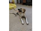 Adopt Rocky a Labrador Retriever, Shepherd