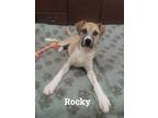 Adopt Rocky a Labrador Retriever, Shepherd