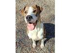 Adopt Bowser a Pit Bull Terrier, Mixed Breed