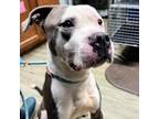 Adopt Tucker a Pit Bull Terrier