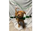 Adopt Kittle a Mixed Breed
