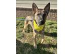 Adopt Griffin a German Shepherd Dog