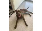 Adopt Dozer a American Staffordshire Terrier