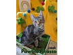 Adopt Pawblo Picasso a Domestic Medium Hair