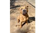 Adopt Belvito a American Staffordshire Terrier, Mixed Breed