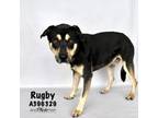 Adopt RUGBY a Rottweiler, Mixed Breed