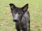 Adopt FLUFFY a German Shepherd Dog, Mixed Breed