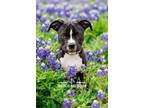 Adopt Happy a American Staffordshire Terrier, Australian Cattle Dog / Blue