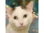 Adopt SAMWISE a Turkish Van, Domestic Short Hair