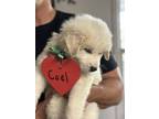 Adopt Cael SAT The Celtic Litter a Great Pyrenees