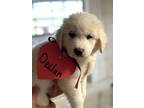 Adopt Declan SAT Celtic Litter a Great Pyrenees