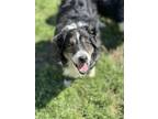 Adopt Oso a Australian Shepherd, Mixed Breed