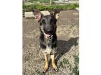 Adopt Bravo a German Shepherd Dog, Mixed Breed