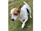 Adopt Max a Jack Russell Terrier