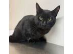 Adopt Newt a Domestic Short Hair