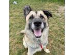 Adopt It`s Only Fire (HW+) a Anatolian Shepherd, Mixed Breed