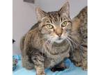 Adopt Sebastian a Domestic Short Hair