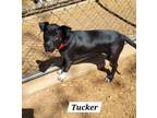 Adopt Tucker a Border Collie, Mixed Breed