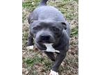 Adopt COMRADE a Staffordshire Bull Terrier, Mixed Breed