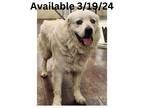 Adopt Dog Kennel #34 a Great Pyrenees, Mixed Breed