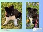 Adopt TUX a Border Collie, Mixed Breed