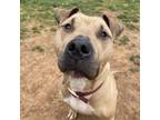 Adopt Elliot a Shar-Pei