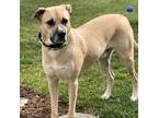 Adopt Yellow a Yellow Labrador Retriever, Black Mouth Cur