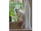 Adopt Noris- NEW a Domestic Medium Hair, Persian