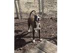 Adopt Cana a Pit Bull Terrier, Mixed Breed